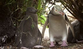 Novozélandští tučňáci